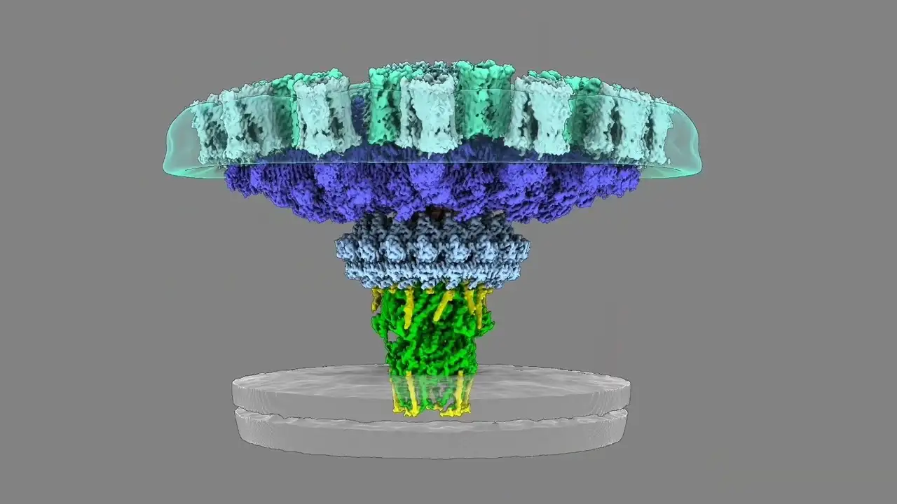 Legionella en 3D, científicos de Yale son capaces de capturar la bacteria en acción